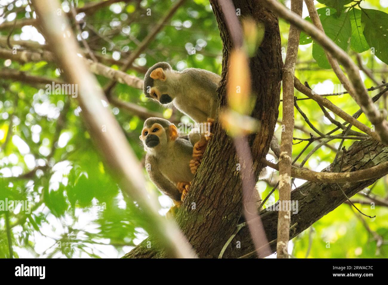 Beautiful view to squirrel monkeys on green tree branch in the amazon rainforest, Mato Grosso State, Brazil Stock Photo