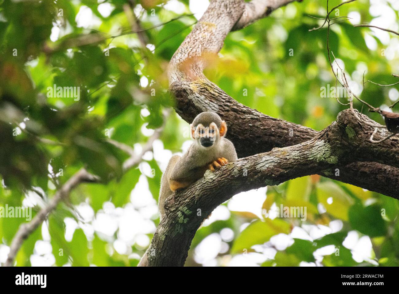 Beautiful view to squirrel monkey on green tree branch in the amazon rainforest, Mato Grosso State, Brazil Stock Photo