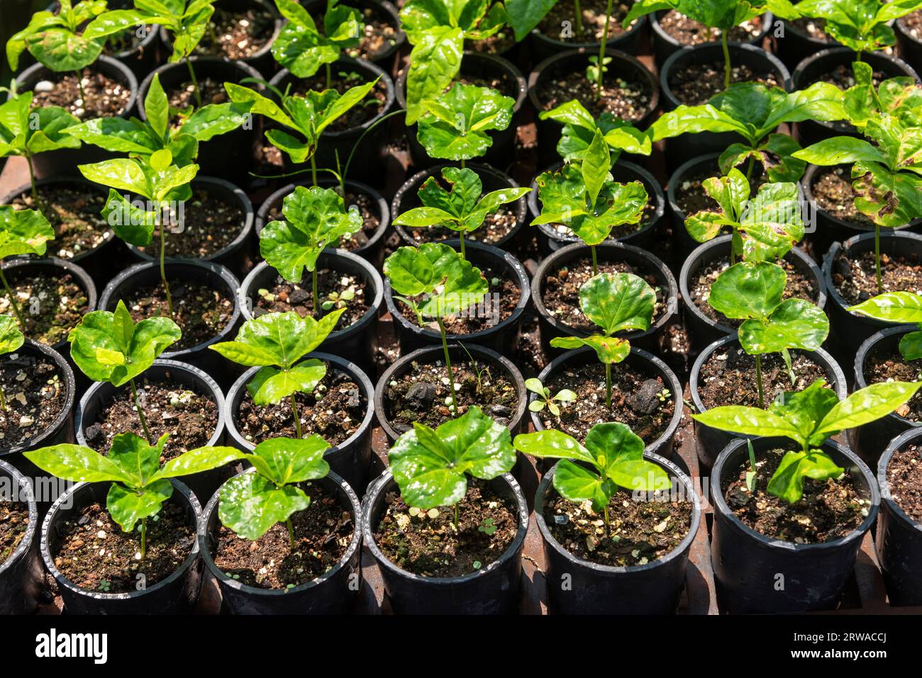 Beautiful view to seedlings on plant nursery in the amazon rainforest, Mato Grosso State, Brazil Stock Photo
