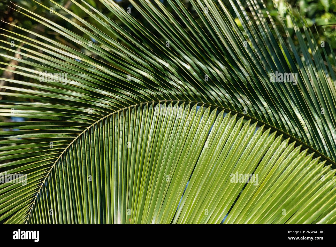 View to palm tree leaf on green brazilian amazon rainforest, Mato Grosso State, Brazil Stock Photo