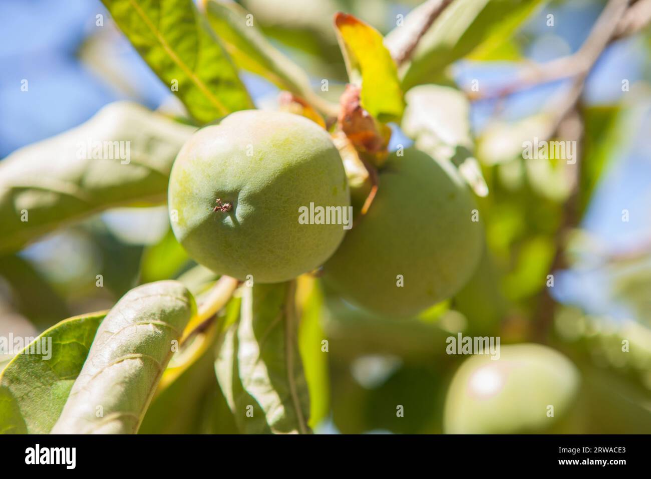 Green little apples in branch. Granny Smith variety. Vegas Altas del