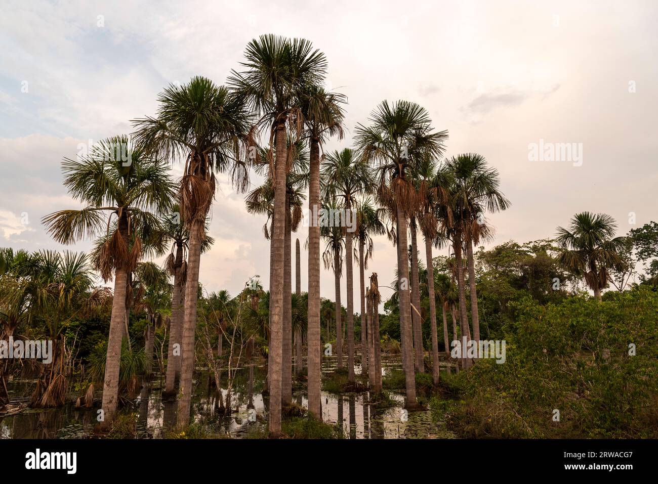Beautiful view to amazon Buriti Palm Trees on lake Stock Photo