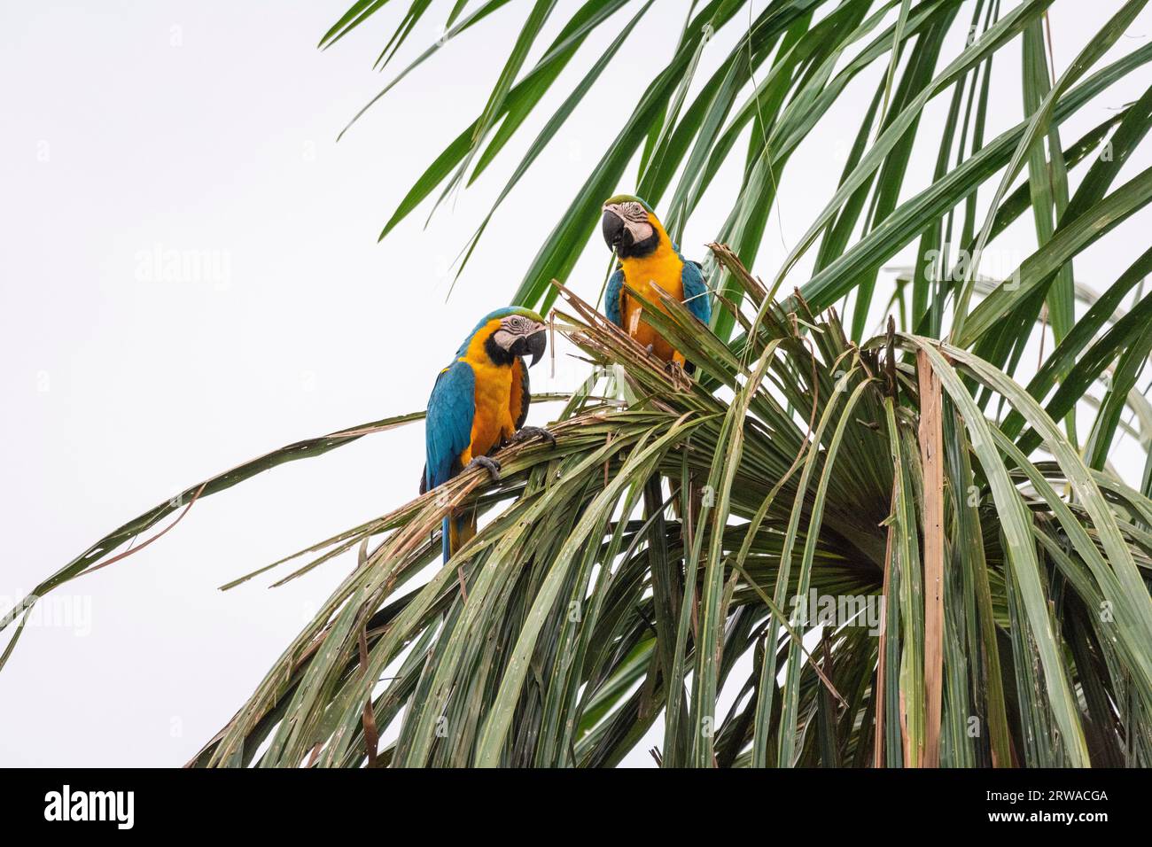 Beautiful view to couple of Blue-and-yellow macaws on Buriti Palm Tree in the amazon rainforest, Nova Bandeirantes, Mato Grosso State, Brazil Stock Photo