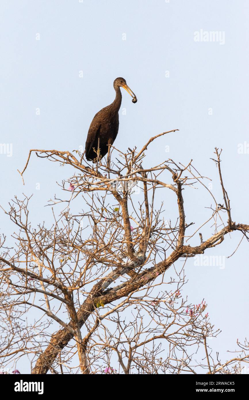 Beautiful view to Limpkin (Aramus guarauna) with snail on tree branch in the Pantanal of Poconé, Mato Grosso State, Brazil Stock Photo