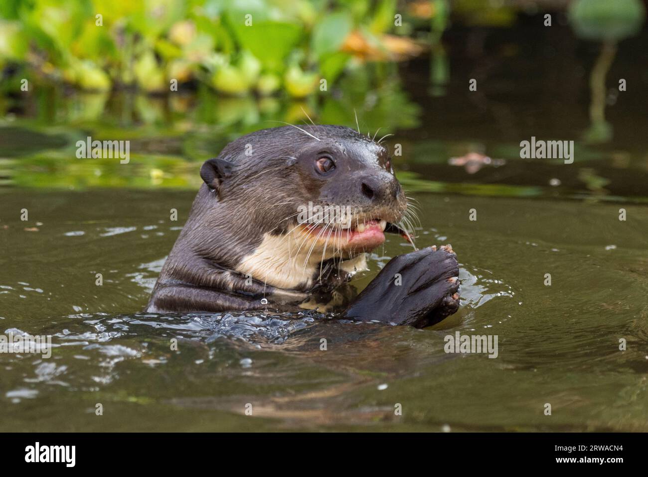 View to giant otter swimming and feeding on fish in Pixaim River, Pantanal of Poconé, Mato Grosso State, Brazil Stock Photo