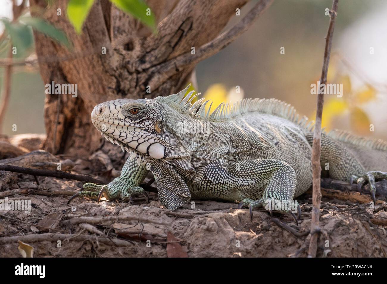 Beautiful view to Iguana lizzard by the Pixaim River side in the Pantanal of Poconé, Mato Grosso State, Brazil Stock Photo