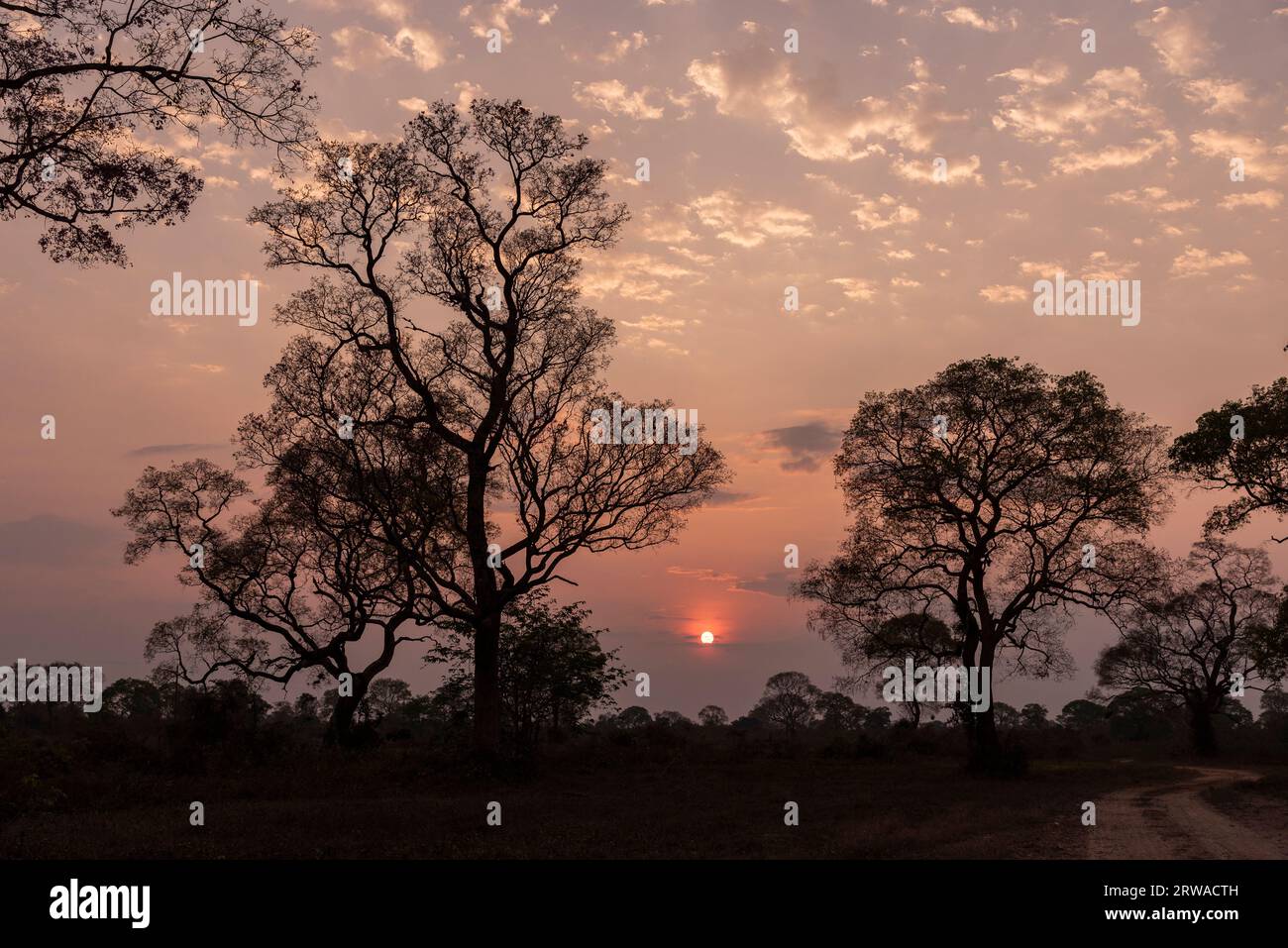 Beautiful view to sunrise behind pink trumpet tree in the Pantanal of Poconé, Mato Grosso State, Brazil Stock Photo