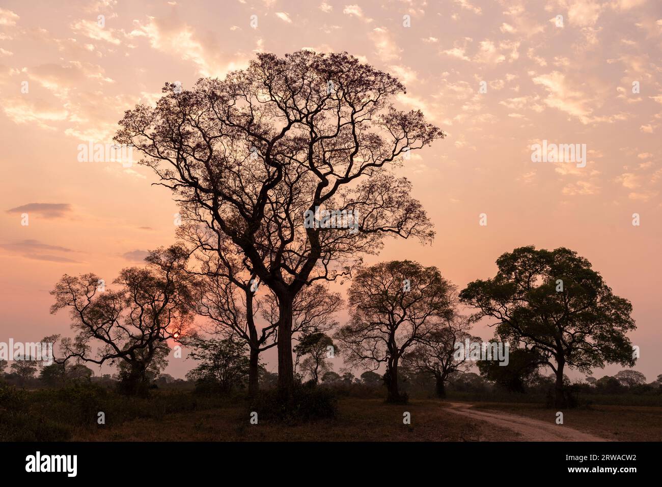 Beautiful view to sunrise behind pink trumpet tree in the Pantanal Stock Photo