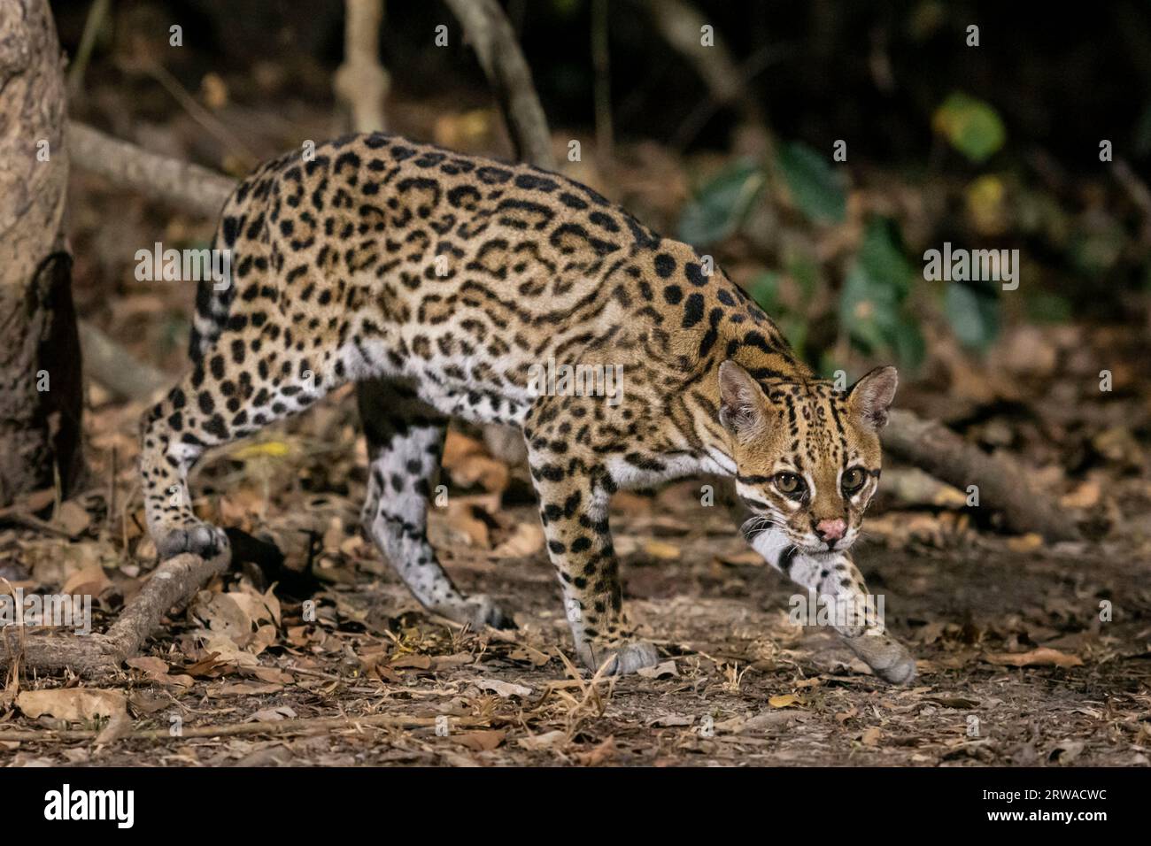 Ocelot (Leopardus pardalis) on the ground at night in the Pantanal Stock Photo