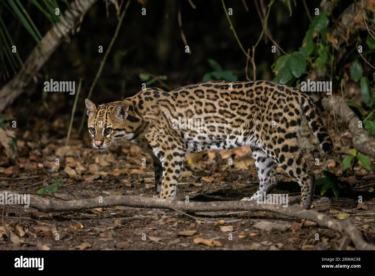 Ocelot (Leopardus pardalis) on the ground at night in the Pantanal Stock Photo