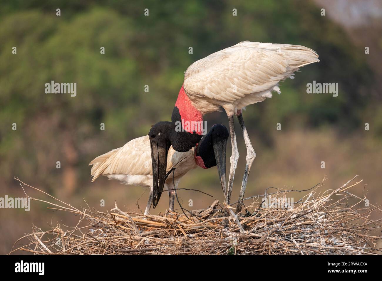 Couple of Jabiru Stork birds organizing nest branches in the Pantanal of Poconé, Mato Grosso State, Brazil Stock Photo