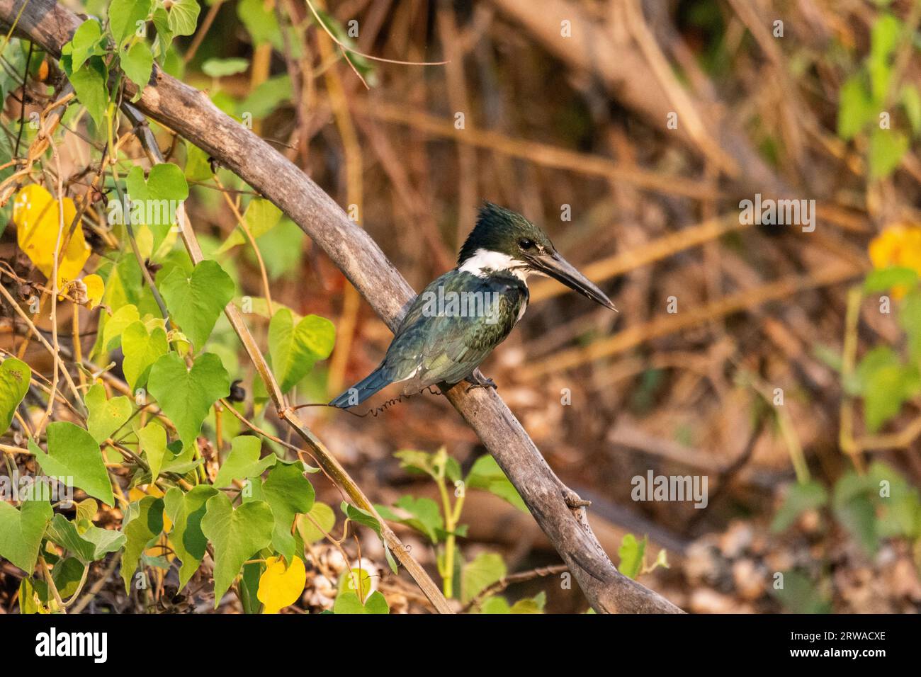 View to beautiful Amazon Kingfisher (Chloroceryle amazona) on tree Stock Photo