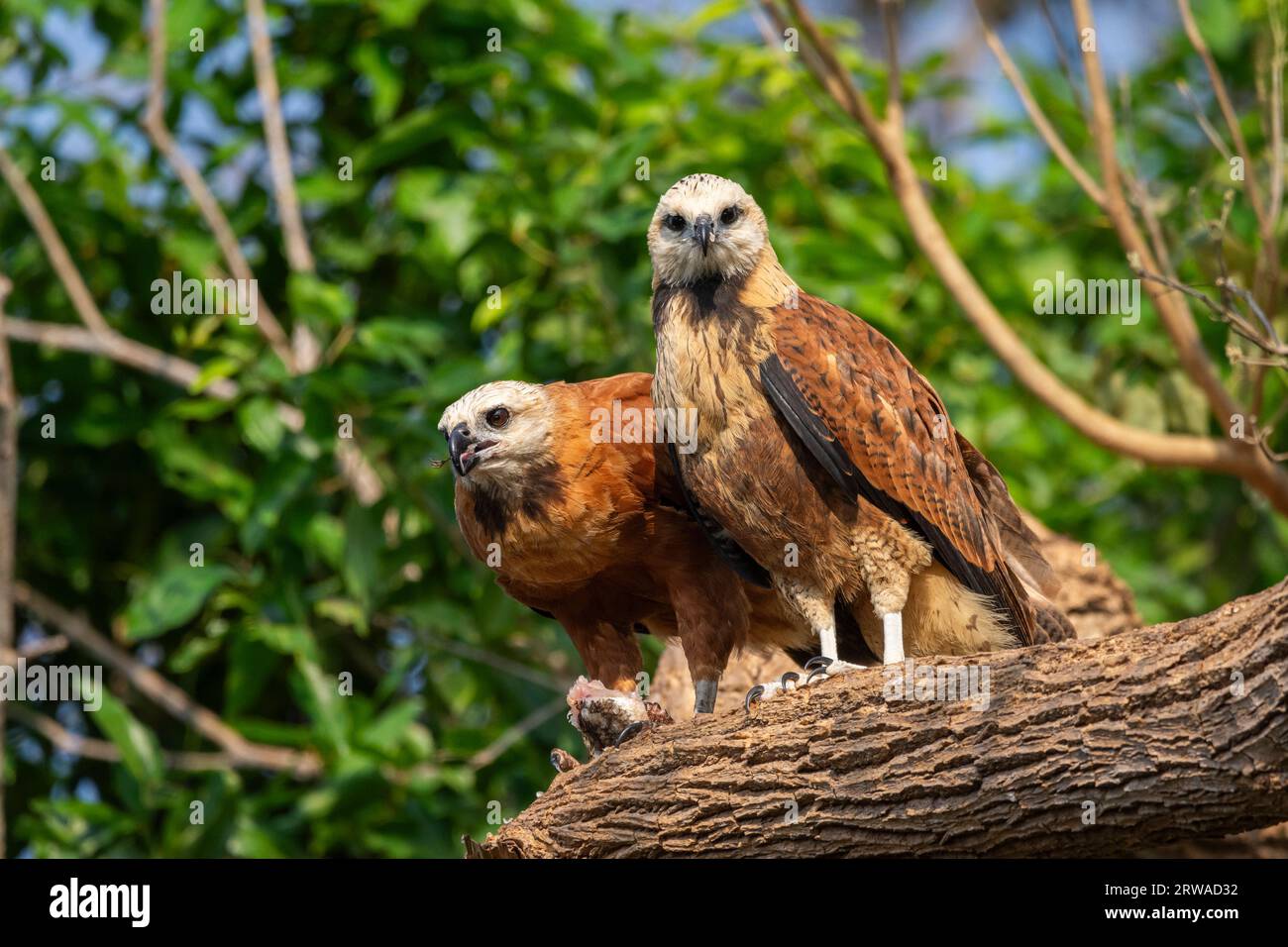 Beautiful couple of Black-collared Hawks sharing fish in the Pantanal of Poconé, Mato Grosso State, Brazil Stock Photo