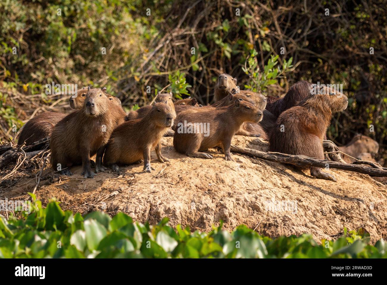 View to gorup of capybaras by Pixaim River, Pantanal of Poconé Stock Photo