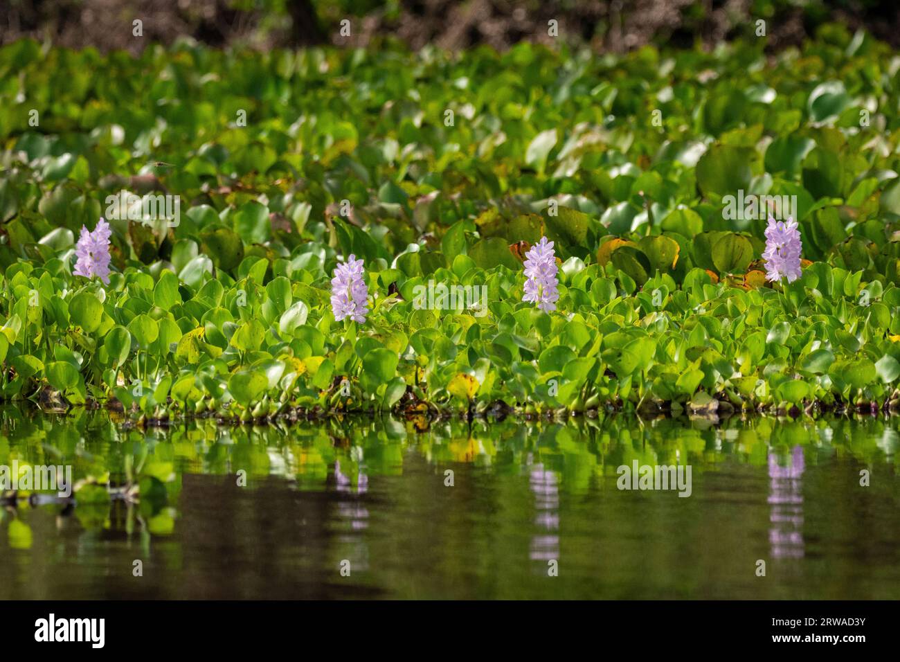 Beautiful view to green Water Hyacinth floating vegetation with pink flower in Pixaim River in the Pantanal of Poconé, Mato Grosso State, Brazil Stock Photo