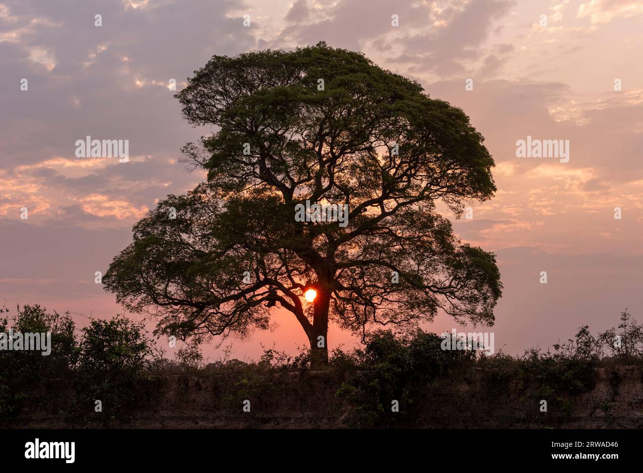 Beautiful sunset behind pink trumpet trees by Pixaim River, Pantanal Stock Photo