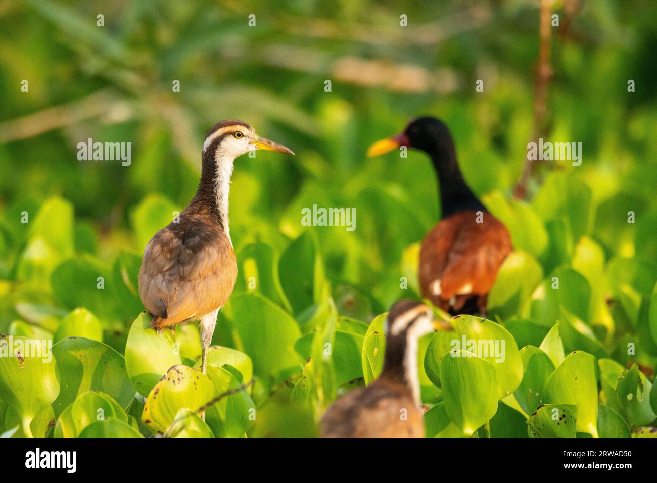 Beautiful view to Wattled Jacana bird on green floating vegetation Stock Photo