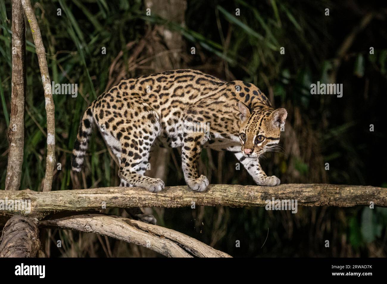 Ocelot (Leopardus pardalis) on tree branch at night in the Pantanal Stock Photo
