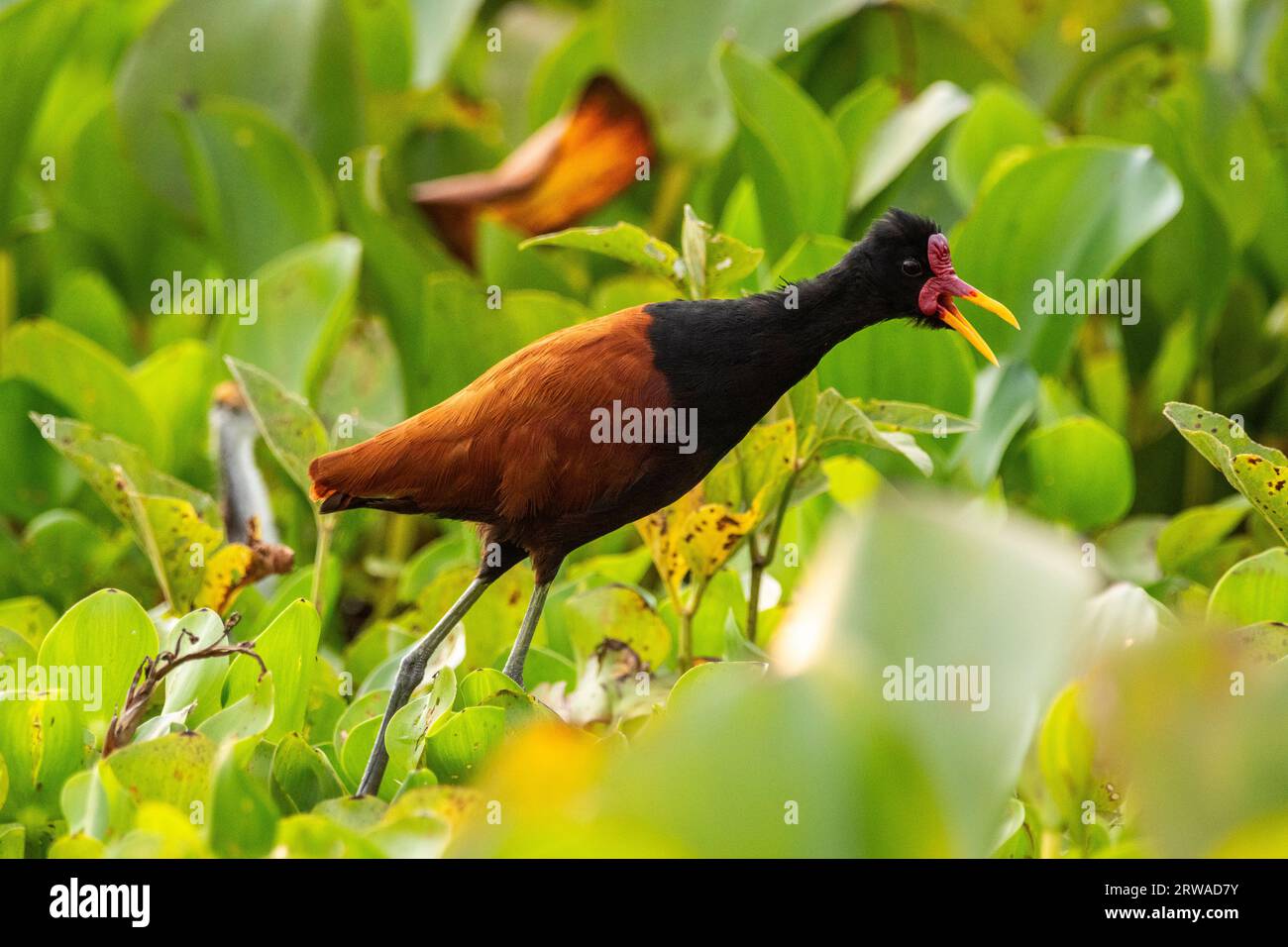 Beautiful view to Wattled Jacana bird on green floating vegetation in the Pantanal of Poconé, Mato Grosso State, Brazil Stock Photo