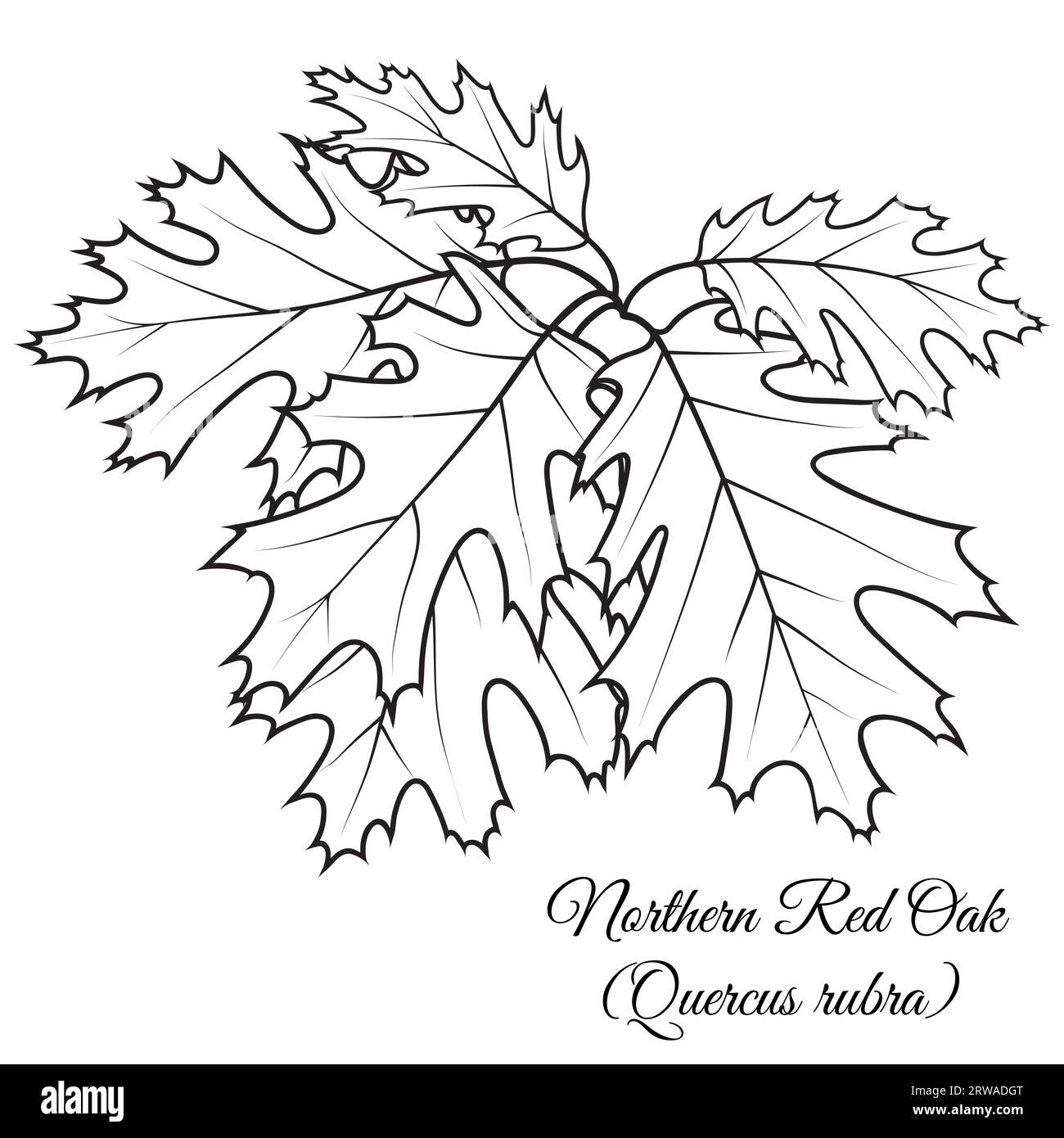 Northern Red Oak tree twig with leaves, vector illustration. Coloring book page. Stock Vector