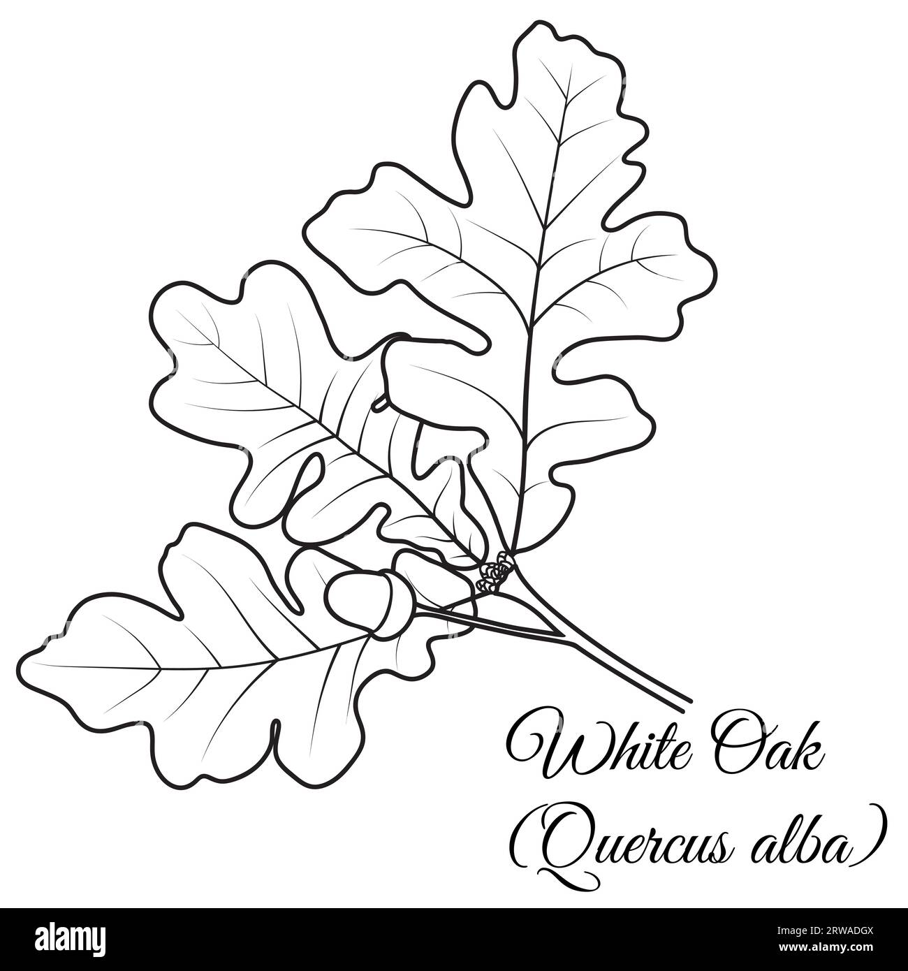 White Oak tree twig with leaves, acorn, vector illustration. Coloring book page. Stock Vector