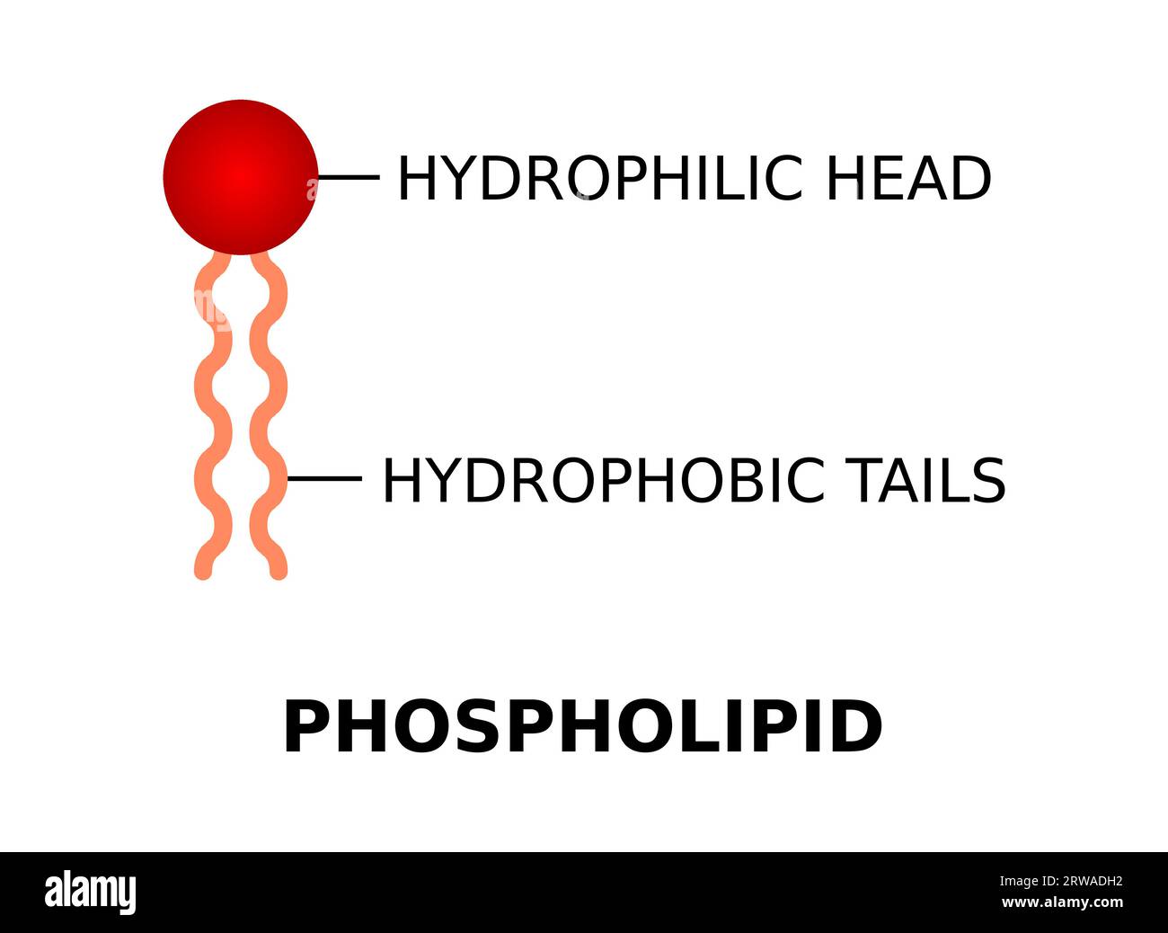 Phospholipid with hydrophilic head and hydrophobic tails. Phospholipid molecule structure. Cell membrane component. They form lipid bilayers. Vector Stock Vector
