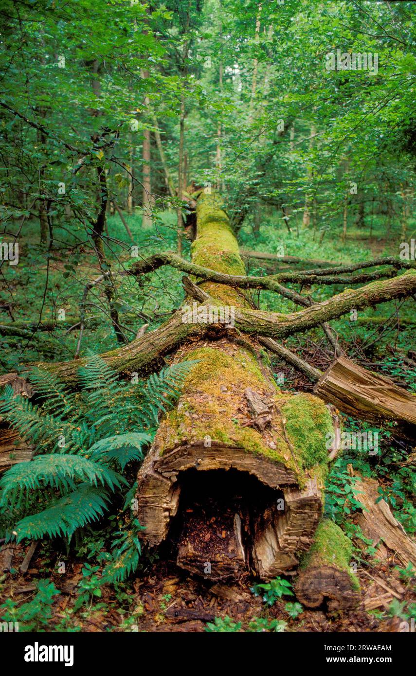 Białowieża Forest: A new threat | Science