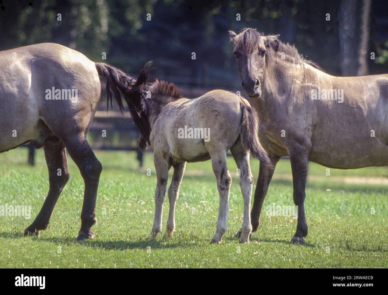 Poland, wild Tarpan horses near Bialowiesza forest. The real Tarpan horses don't exist anymore, these are 'breeding back'. Stock Photo