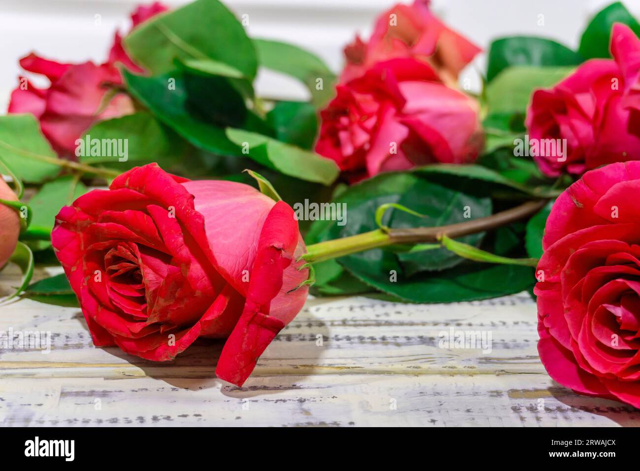 Pink purple roses hi-res stock photography and images - Alamy