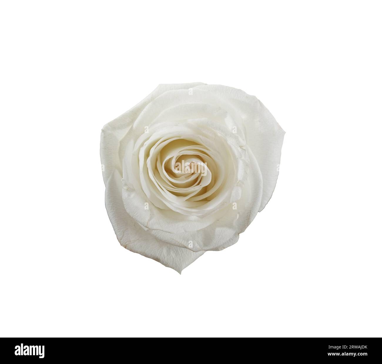 white rose isolated on white background Stock Photo - Alamy