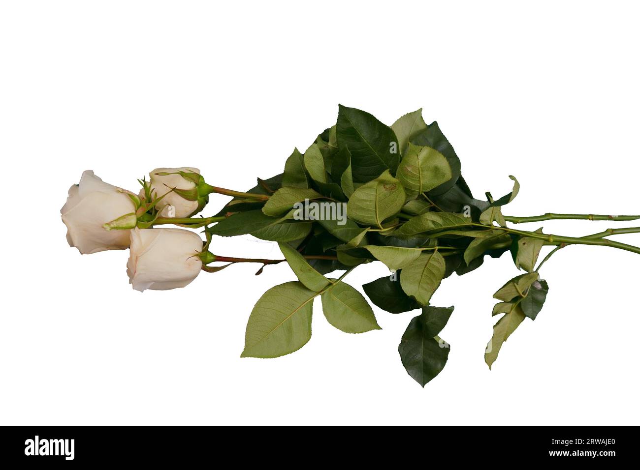 white rose isolated on white background Stock Photo - Alamy