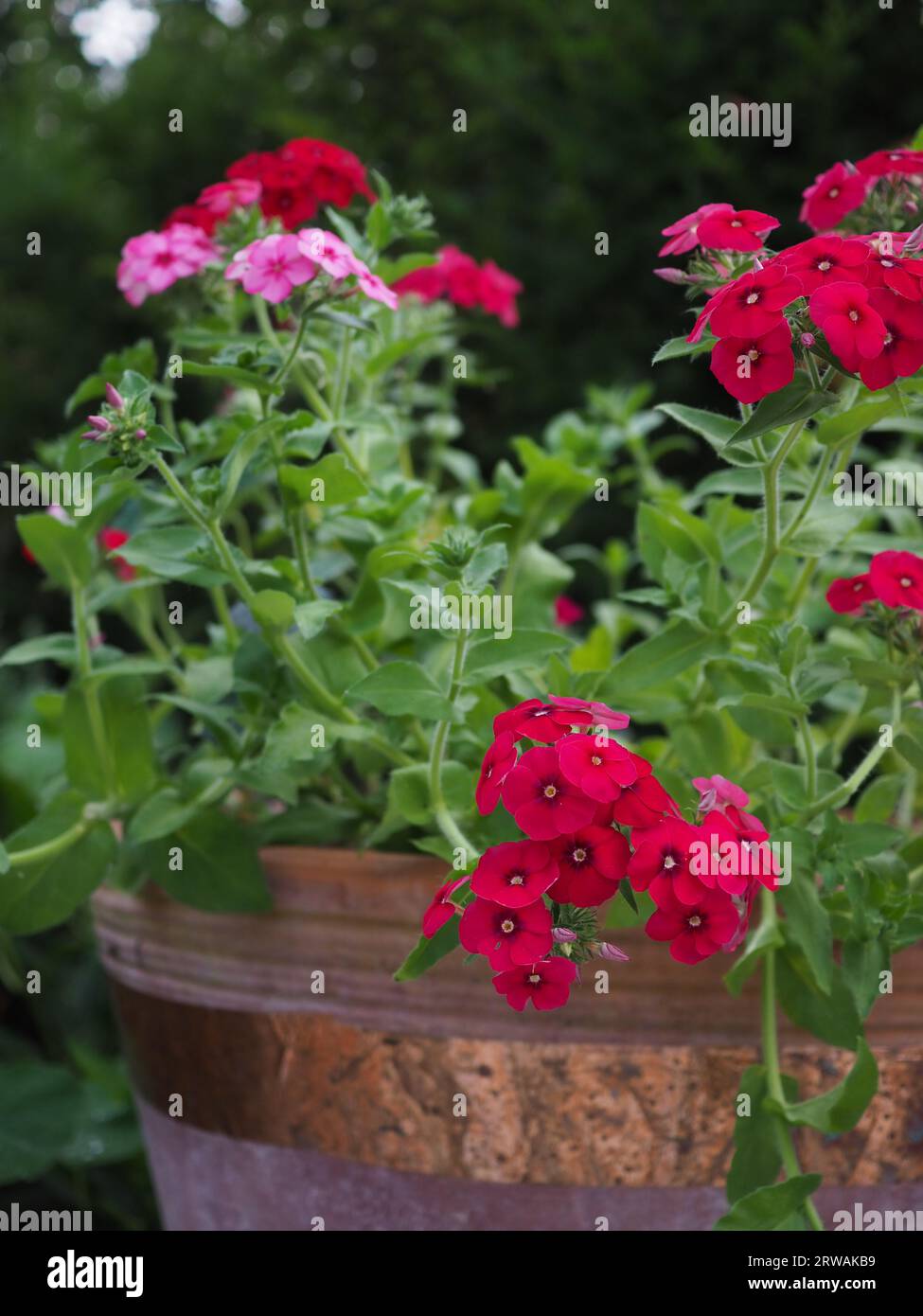 Close up of annual Phlox drummondii grandiflora 'Brilliant' and 'Coccinea' flowers growing in a terracotta pot with copper tape to deter slugs Stock Photo
