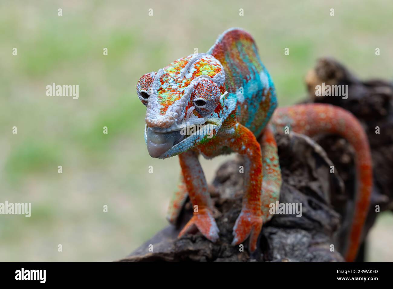Panther chameleon walking along a branch, Indonesia Stock Photo