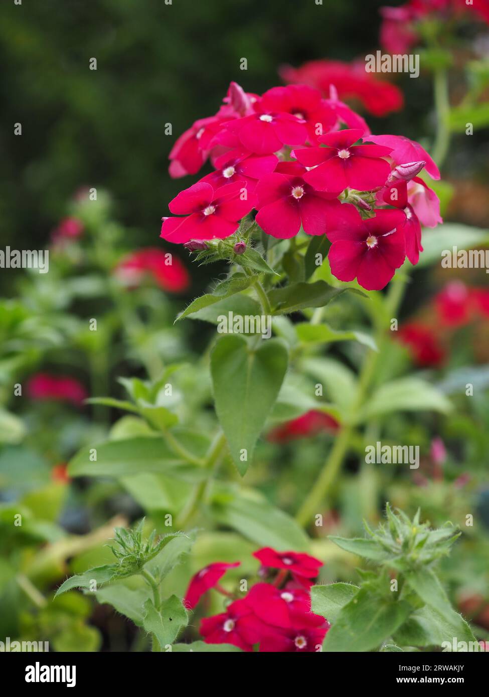 Stem of the Phlox drummondii grandiflora 'Coccinea' red annual phlox in flower and in profile in a cutting garden in Britain in summer Stock Photo