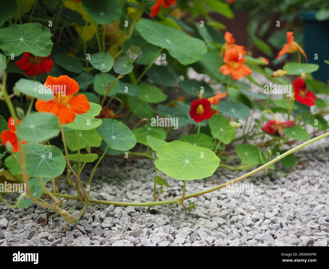 The trailing stems of various colours of nasturtium (Tropaeolum minus) spilling out of a raised bed and across a gravel path in an informal garden Stock Photo