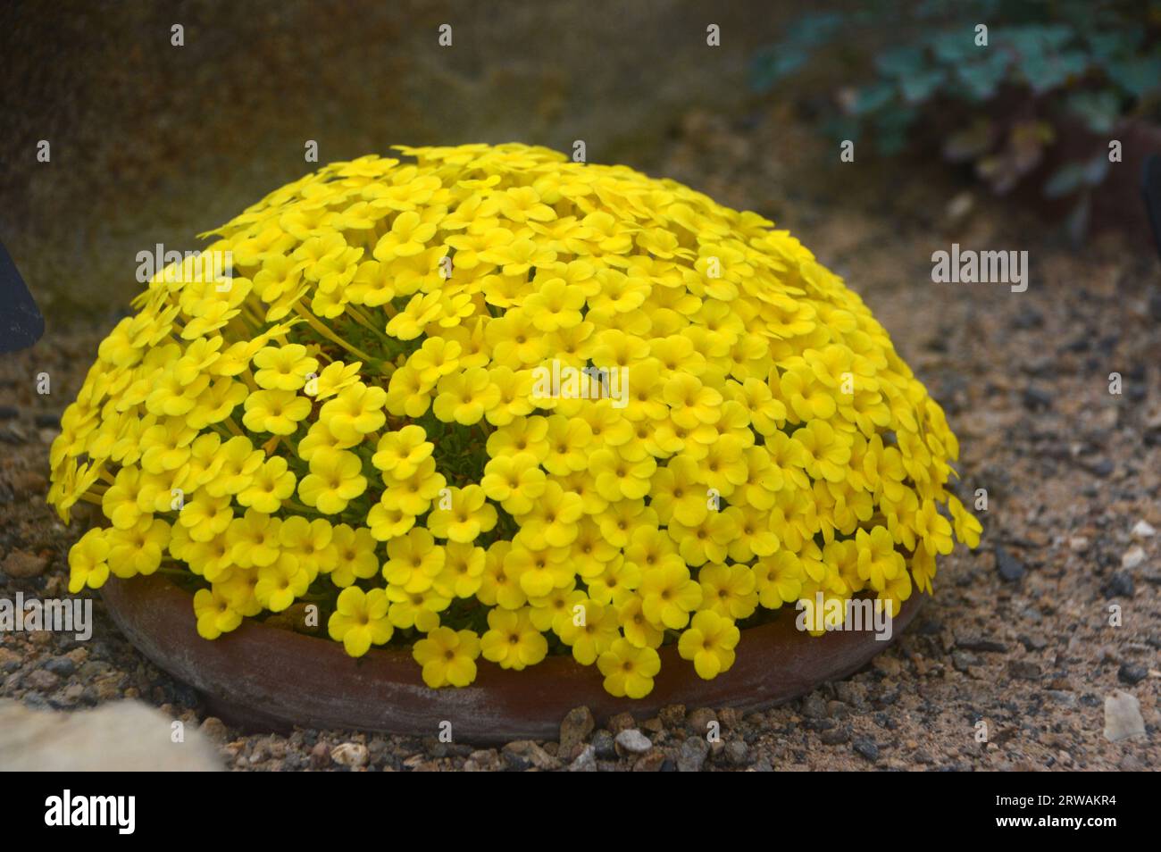 Round Clump of Small Yellow Dionysia 'Yellowstone' Flowers grown in the Alpine House at RHS Garden Harlow Carr, Harrogate, Yorkshire, England, UK Stock Photo