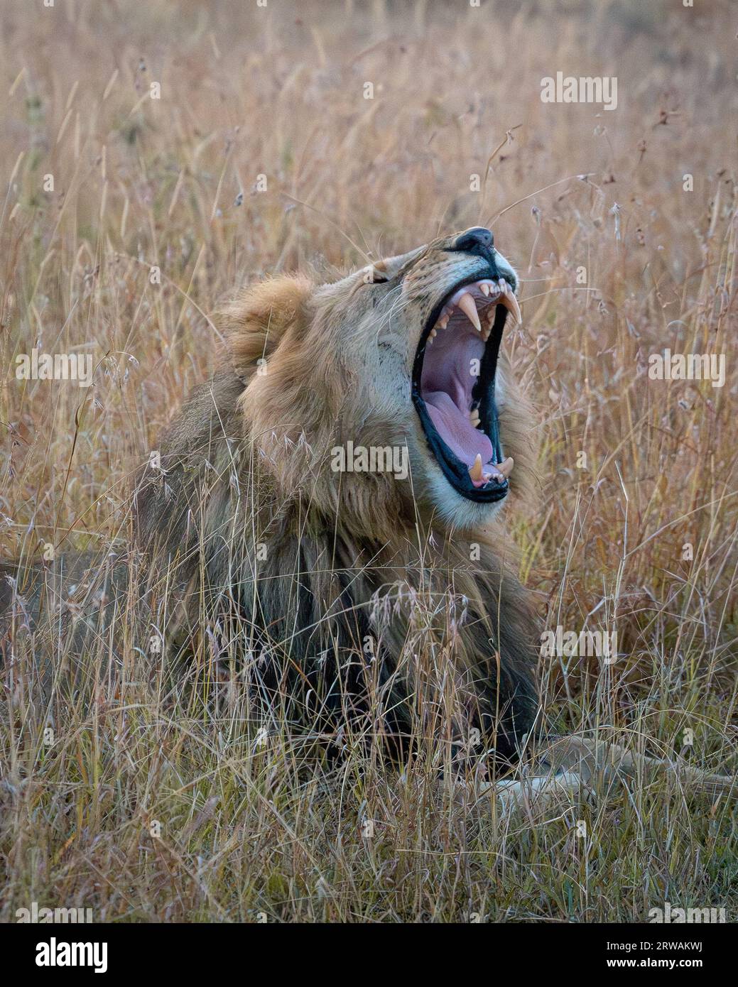 Lion mufasa masai mara hi-res stock photography and images - Alamy