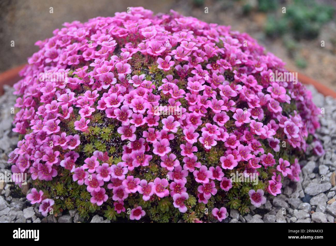 Round Clump of Small Purple Saxifraga 'Lismore Carmine' Flowers grown in the Alpine House at RHS Garden Harlow Carr, Harrogate, Yorkshire, England. Stock Photo