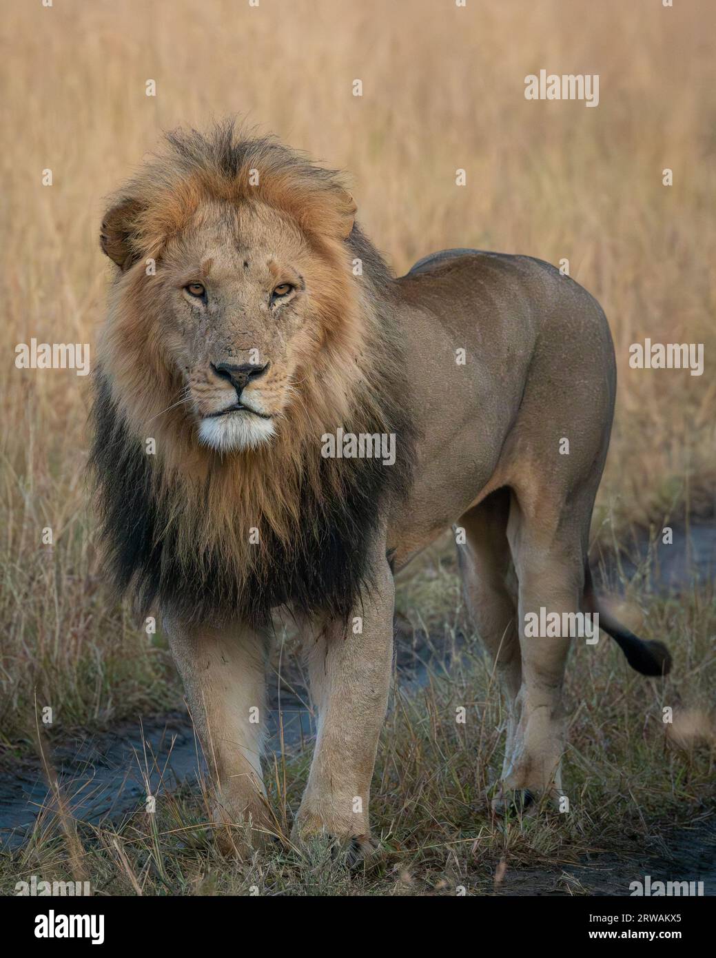 Pride lion mufasa africa hi-res stock photography and images - Alamy