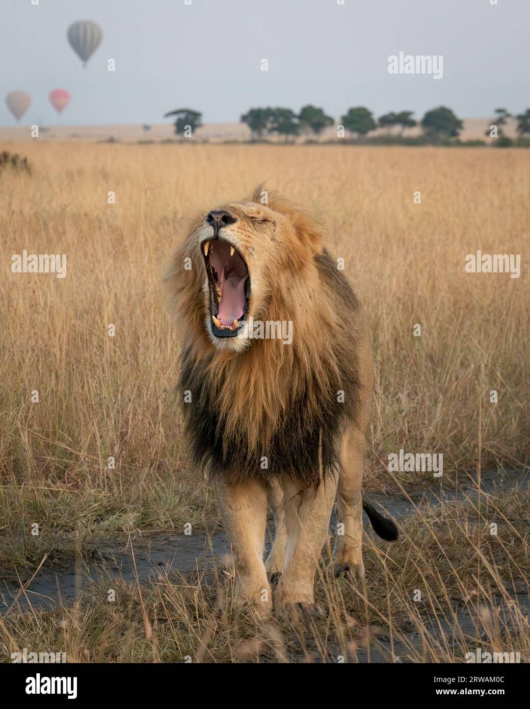 Masai mara game reserve mufasa hi-res stock photography and images - Alamy