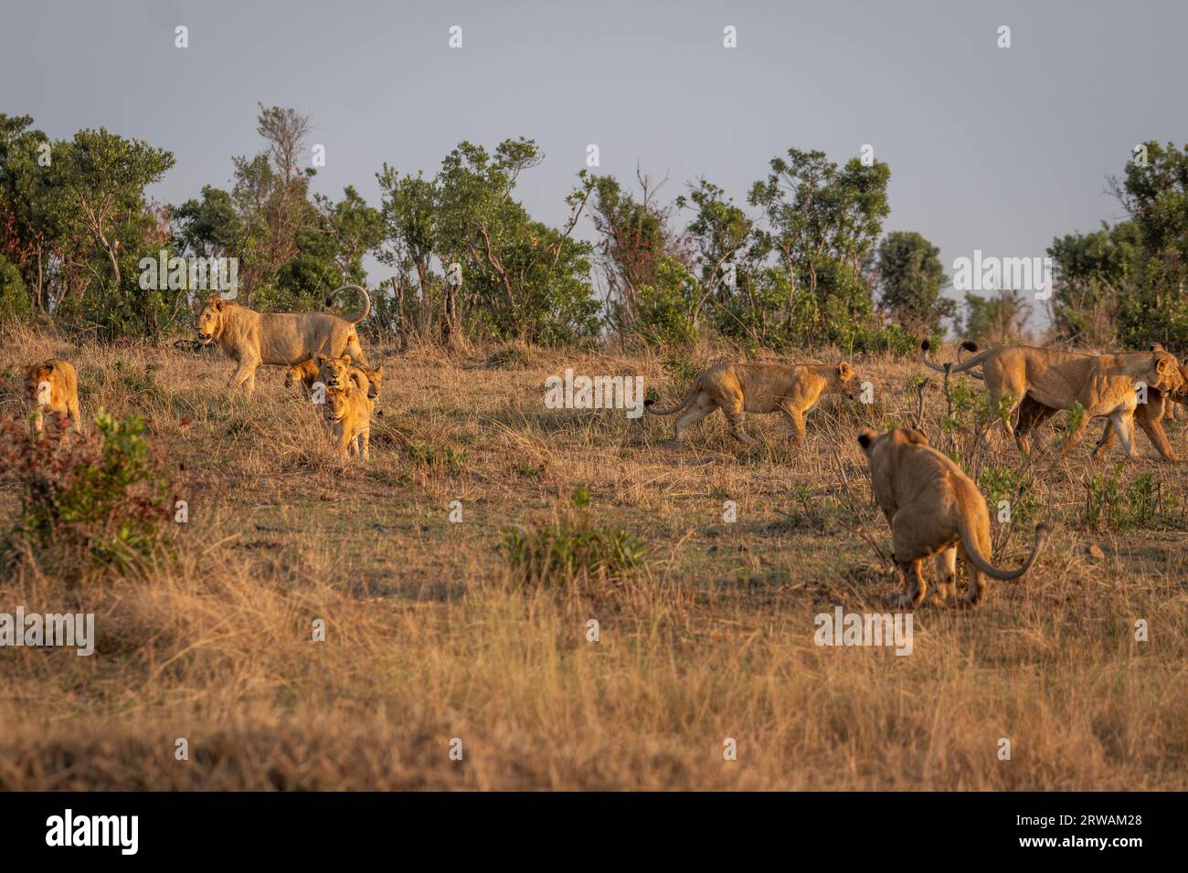 Pride lion mufasa africa hi-res stock photography and images - Alamy