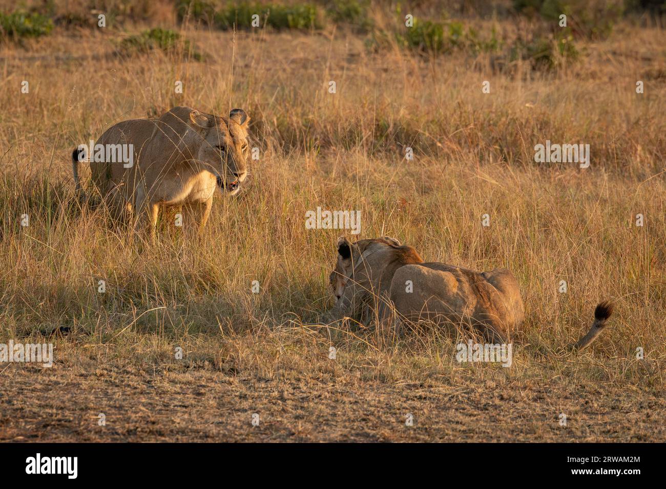 Lion in Masai Mara National Reserve Kenya Africa taken by sony a6300 ...