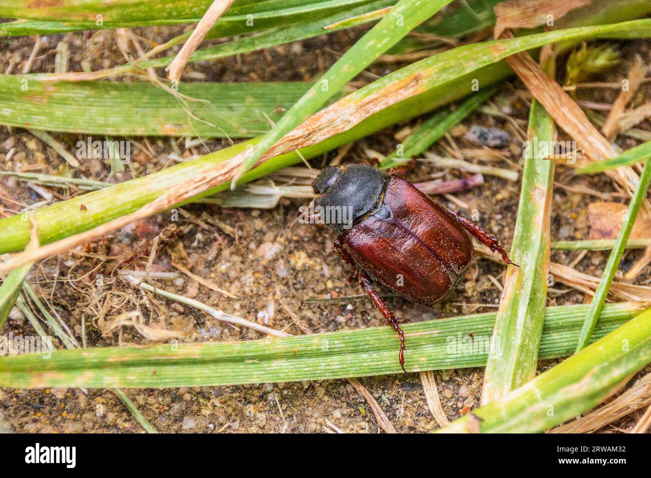 Hoplia philanthus Welsh Chafer Beetle Stock Photo