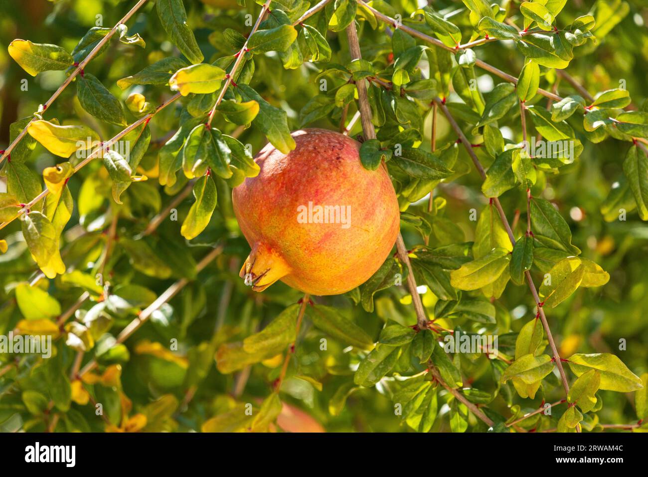 Punica granatum, Ripe Pomegranate Fruit Stock Photo