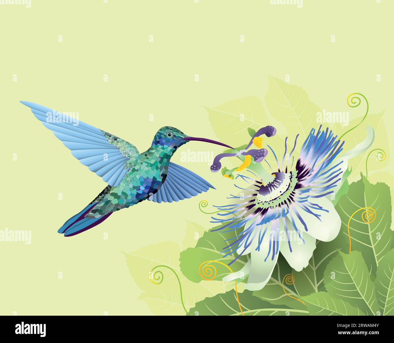 Illustration of multicolored hummingbird feeding on passion flower on green leaves against pastel green background. Vector image Stock Vector