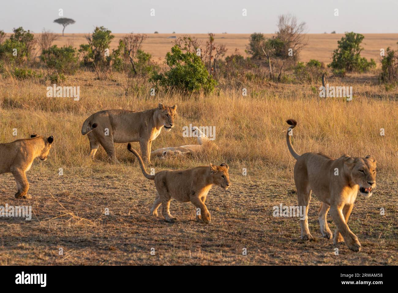 Pride lion mufasa africa hi-res stock photography and images - Alamy