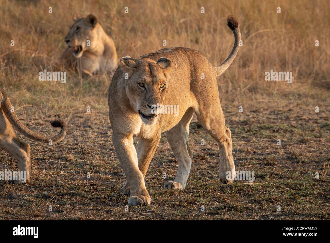 Lion mufasa masai mara hi-res stock photography and images - Alamy