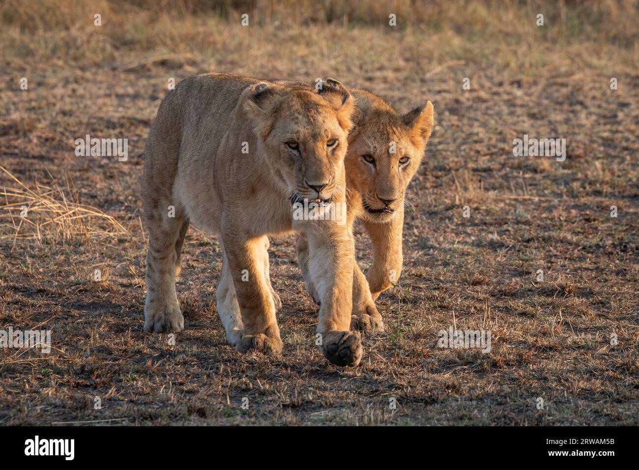 Mufasa the lion king hi-res stock photography and images - Alamy