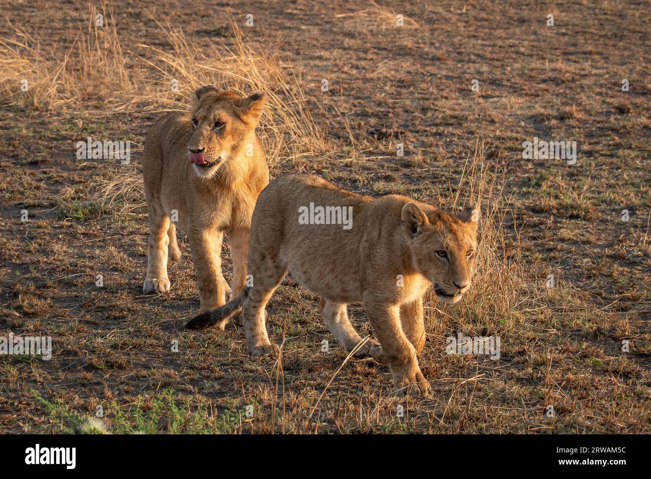 Lion mufasa masai mara hi-res stock photography and images - Alamy