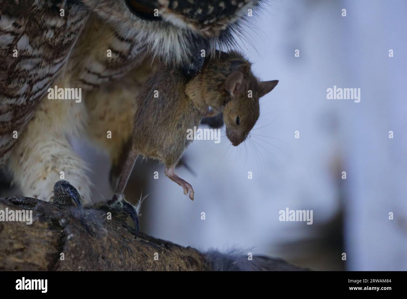 Mouse Prey Mouse prey in beak hi-res stock photography and images - Alamy